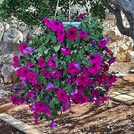 Kuca Za Odmor Neva * Nečujam